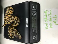 Pastel Yellowbelly 100% Het Clown male.jpg