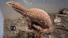 YA_Zircon_10-03-16_017.jpg