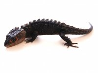 red-eye-crocodile-skink-for-sale.jpg