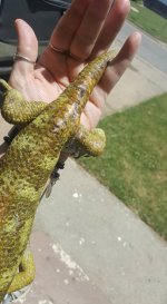 skink4.jpg