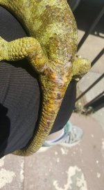 skink5.jpg