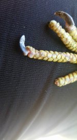 skink6.jpg