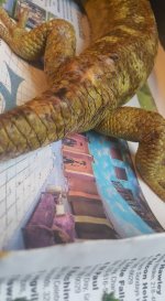 skink8.jpg