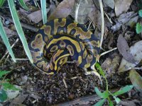 2017 Yellowbelly male #1 60 gm $60.00.jpg