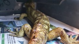 skink9.jpg