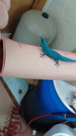 IMG_20170625_084927853.jpg
