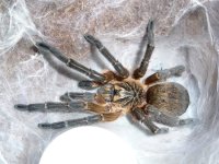 MM H. pulchripes molt date 4-2-17  (2).jpg