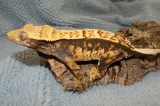 DSCN5688.jpg