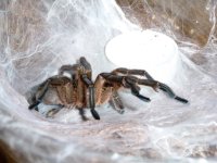 MM H. pulchripes molt date 4-2-17 (1).jpg