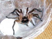 MM H. pulchripes molt date 4-2-17 (3).jpg