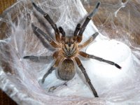 MM H. pulchripes molt date 4-2-17 (4).jpg