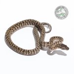 Caramel Zeb het Axanthic 22716.jpg
