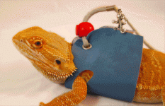 leashes-photos.gif