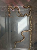 IMG_20171009_202512.jpg