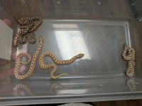 IMG_20171009_202928.jpg