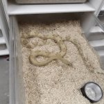Male blonde het albino Transpeco.jpg