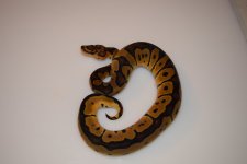 rsz_clown_het_albino1.jpg