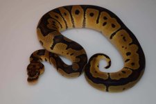 rsz_clown_het_albino2.jpg