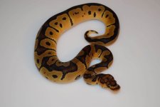 rsz_clown_het_albino3.jpg
