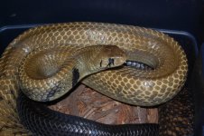 Female Cribo (1).jpg