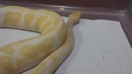 Snakes 9 Roger.jpg