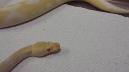 Snakes 10 Roger.jpg