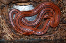 O.P. Coxi female.jpg
