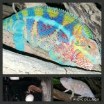 Collage 2017-03-05 20_49_26.jpg