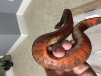 viper8.jpg