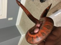 viper7.jpg