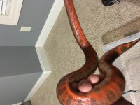 viper6.jpg