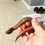 Viper1.jpg