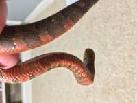 viper2.jpg