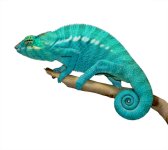 Azul Jr - Nosy Be - Canvas Chameleons (1) Small.jpg Azul Jr - Nosy Be - Canvas Chameleons (1) Small.jpg