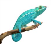 Azul Jr - Nosy Be - Canvas Chameleons (2) Small.jpg Azul Jr - Nosy Be - Canvas Chameleons (2) Small.jpg
