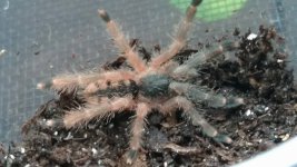 Orange Tree Spider.jpg