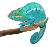 Azul Jr - Nosy Be - Canvas Chameleons (4) Small.jpg Azul Jr - Nosy Be - Canvas Chameleons (4) Small.jpg