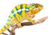 Bob-Marley-Panther-Chameleon-Canvas-Chameleons-5.jpg Bob-Marley-Panther-Chameleon-Canvas-Chameleons-5.jpg