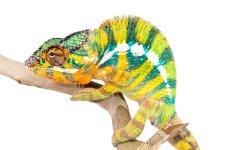 Bob-Marley-Panther-Chameleon-Canvas-Chameleons.jpg Bob-Marley-Panther-Chameleon-Canvas-Chameleons.jpg