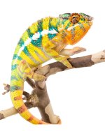 Bob-Marley-Panther-Chameleon-Canvas-Chameleons-Product.jpg Bob-Marley-Panther-Chameleon-Canvas-Chameleons-Product.jpg