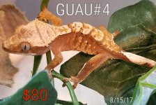 20170819guau-4-80bucks.jpg