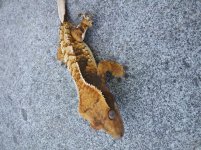 20170811_134300.jpg