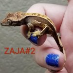 zaja-2.jpg