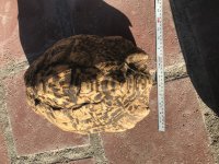 IMG_3720[1].jpg
