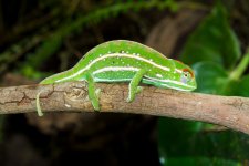 Furcifer-Campani-4.jpg Furcifer-Campani-4.jpg
