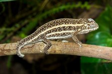 Furcifer-Campani-6.jpg Furcifer-Campani-6.jpg