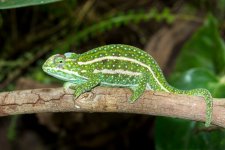 Furcifer-Campani.jpg Furcifer-Campani.jpg
