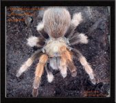 A.chalcodes(f).jpg