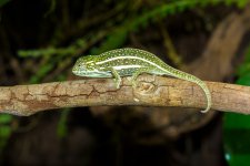 Furcifer-Campani-5.jpg Furcifer-Campani-5.jpg