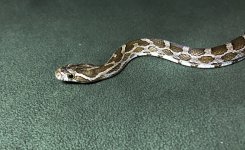 IMG_6897.jpg